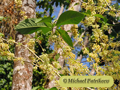 Wild Tobacco (Acnistus arborescens)